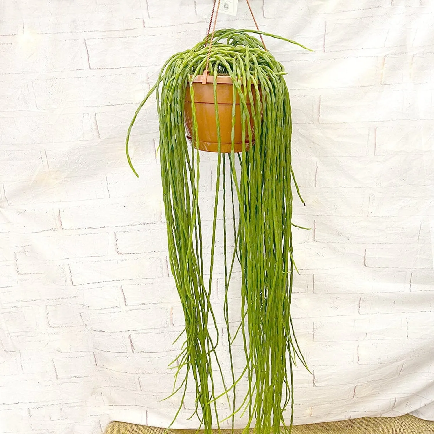 55 - 65cm Rhipsalis Paradoxa Minor in Hanging Pot 21cm Pot House Plant