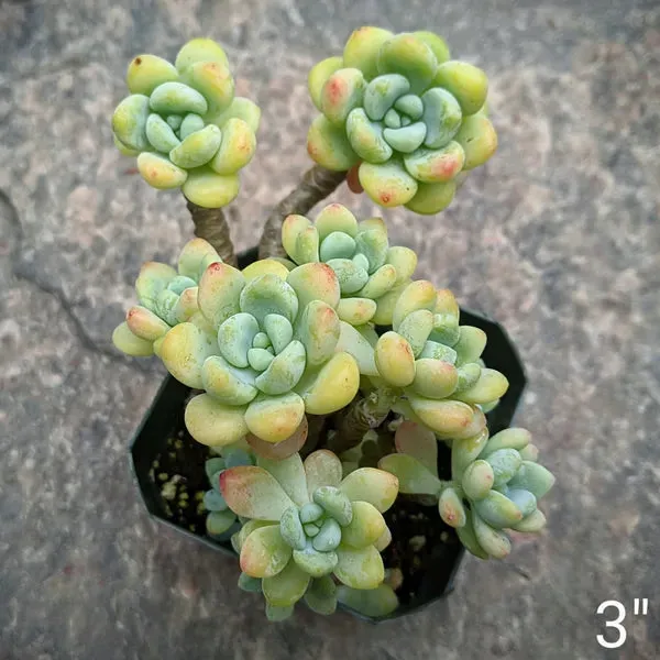 Sedum Clavatum