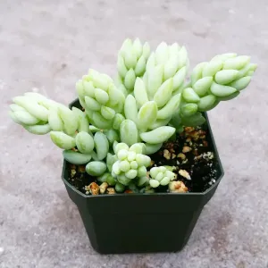 Sedum Morganianum Burrito - Long Tail