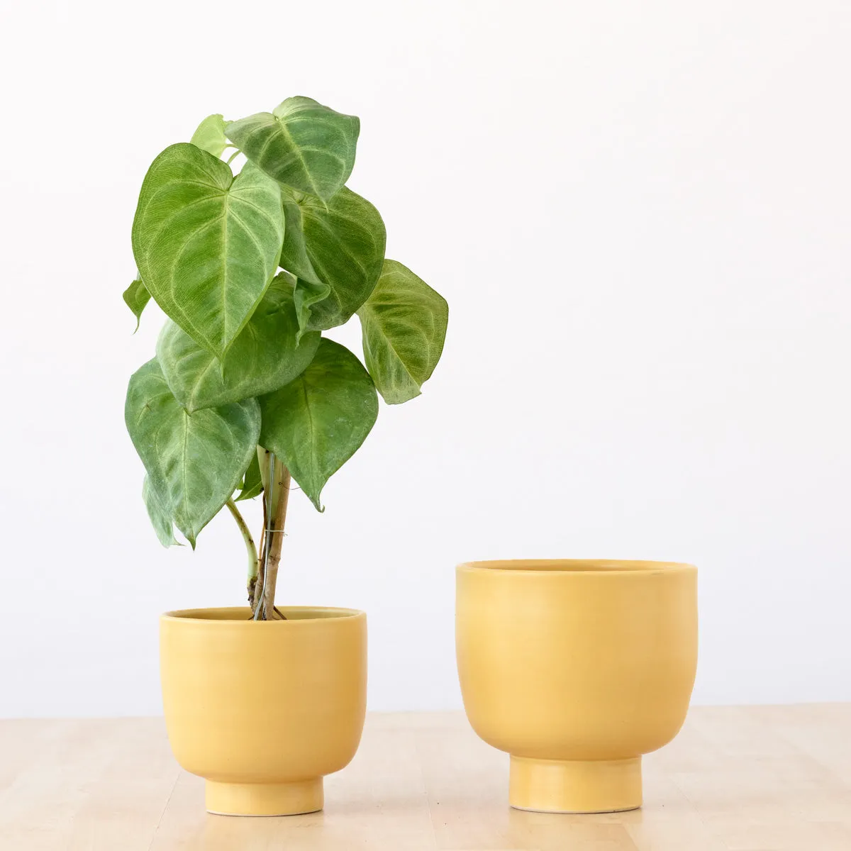 Shing Plinth Planter - Mustard Yellow