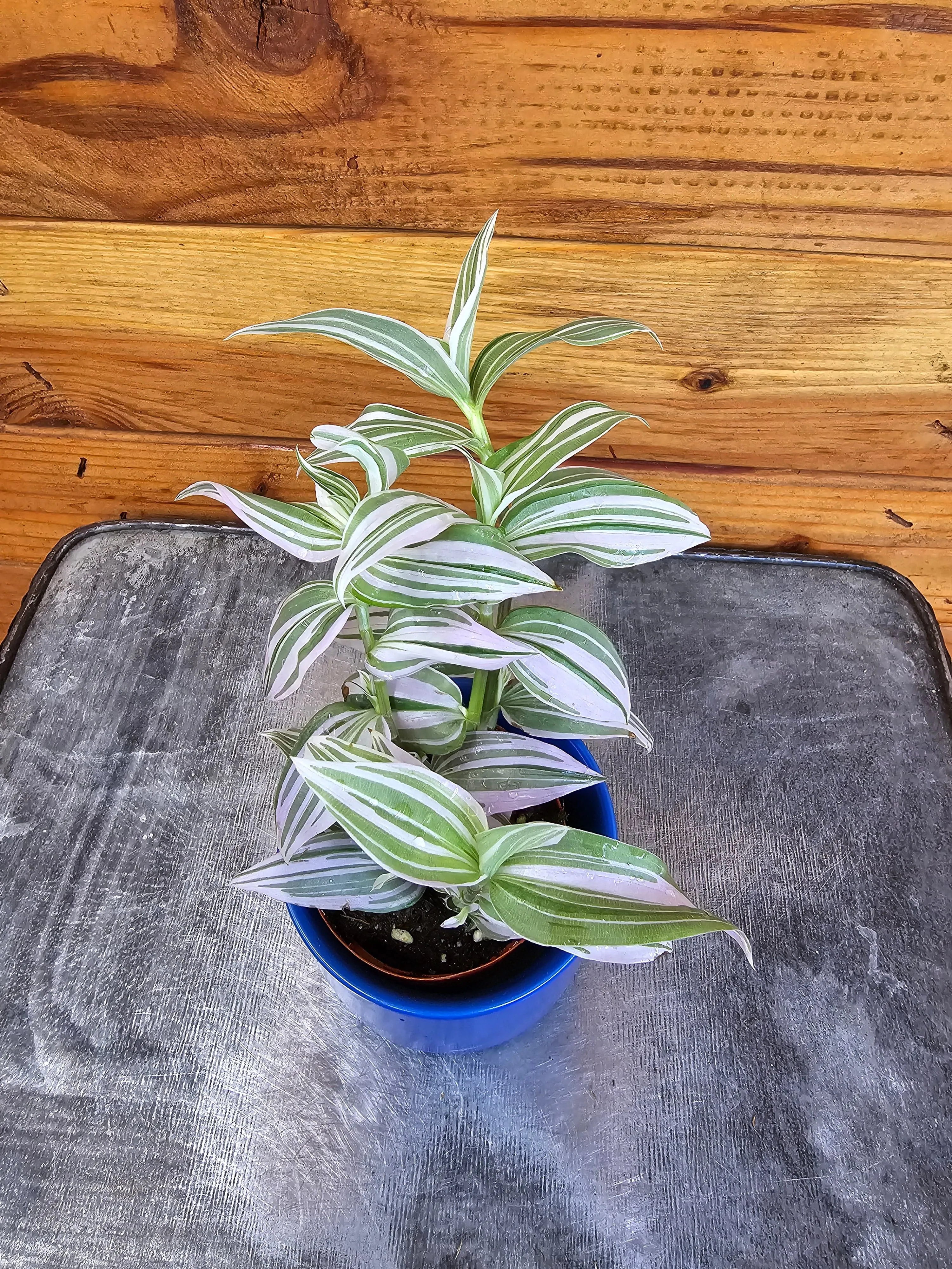 Tradescantia Lollipop, 2" Plant